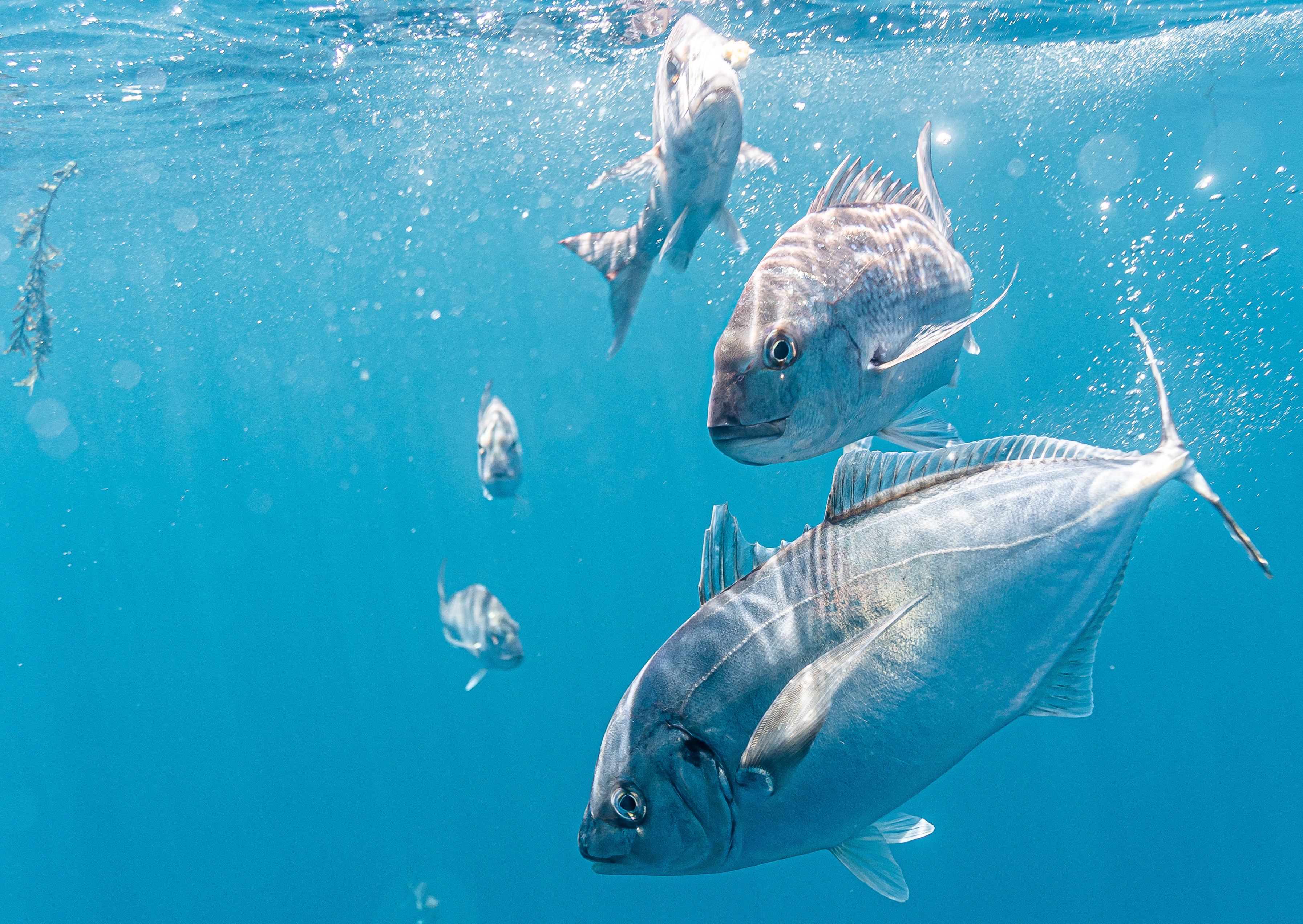 Underwater photography of snapper fish in a Marine Reserve - breathtaking marine life