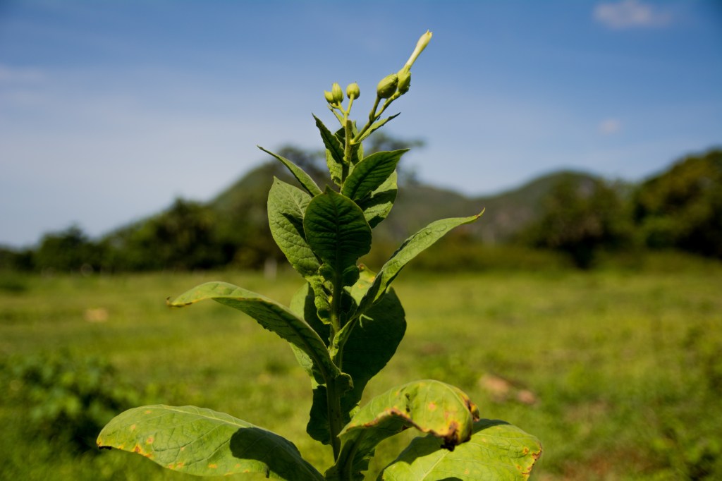 Explore the lush coffee plantation in Vinales, Cuba's hidden gem.