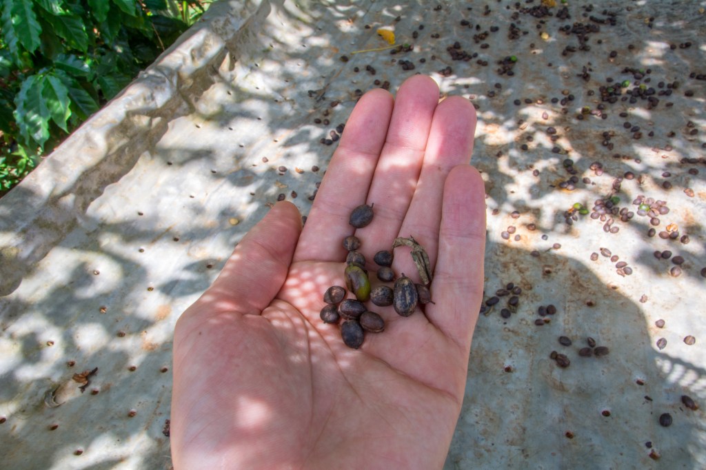 Discover the rich and flavorful Cuban coffee beans, a true delight for coffee enthusiasts.