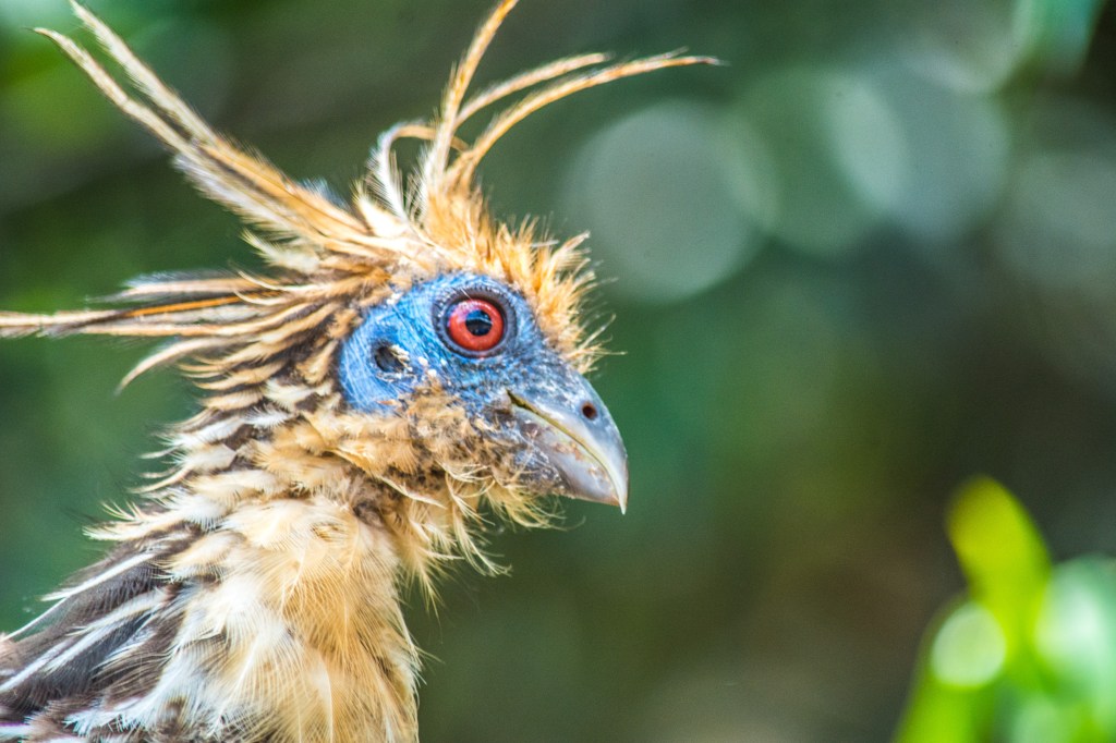 Pampas Bird in Bolivia - a stunning avian species.