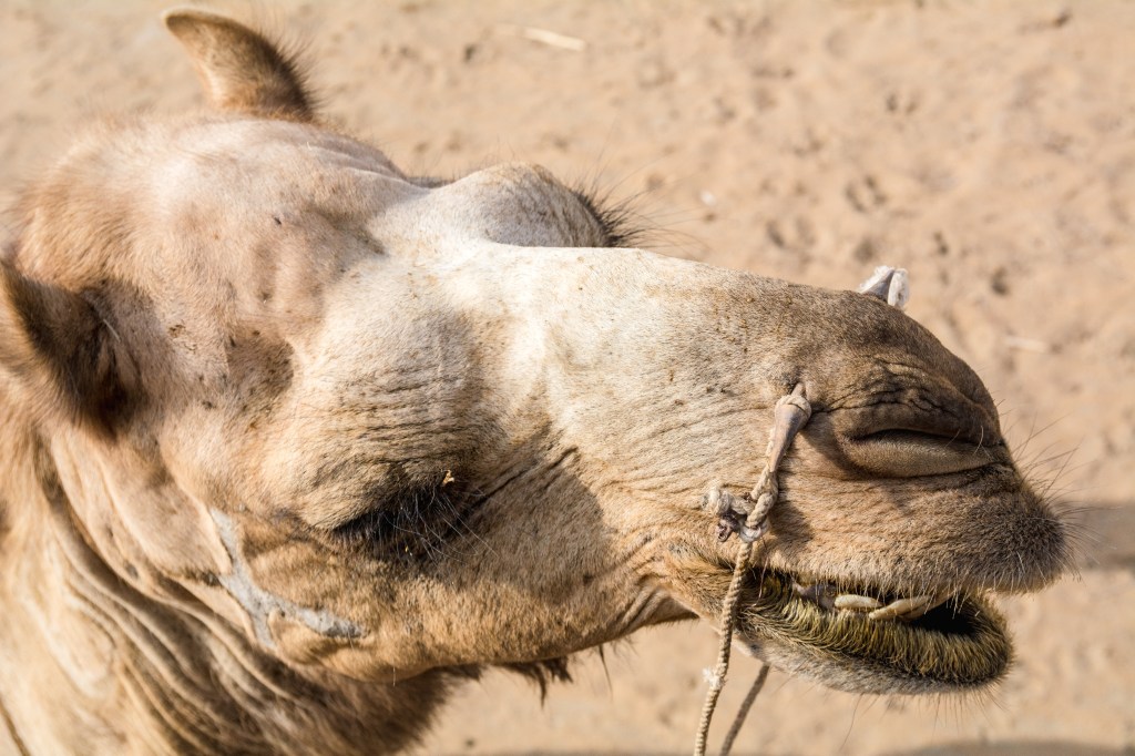 Majestic camel gracefully standing in the vastness of the Great Indian Desert.