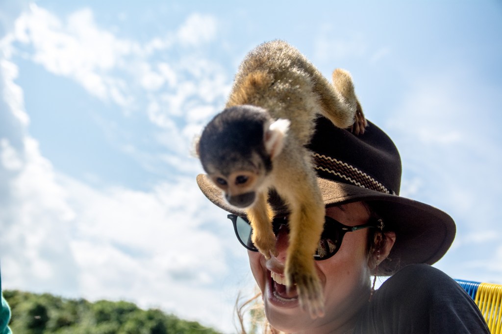 Friendly Squirrel monkeys approaching for an up-close encounter.