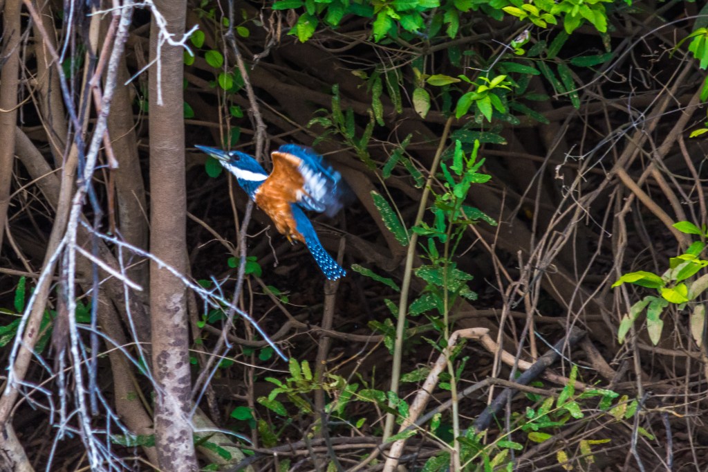 Hummingbird in flight - a mesmerizing moment in the wild.
