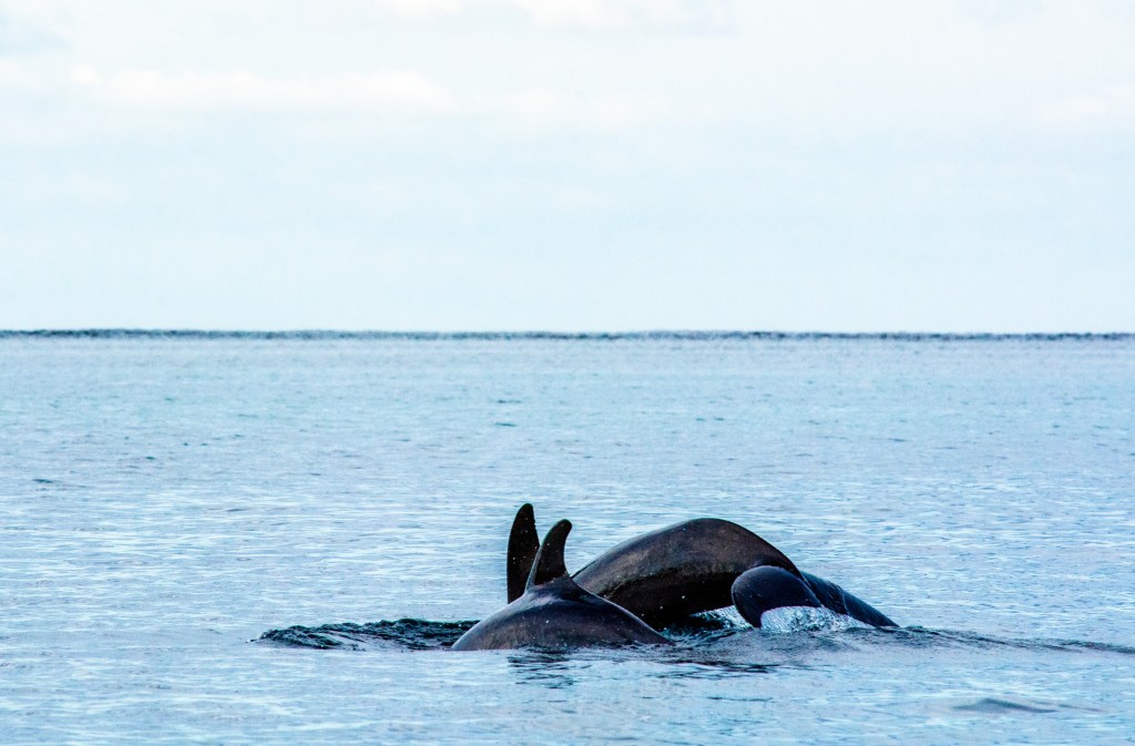 Experiencing the joy of wild dolphins up close during a memorable swim!
