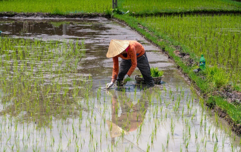 Local farmer working in the vibrant rice fields of Vietnam.