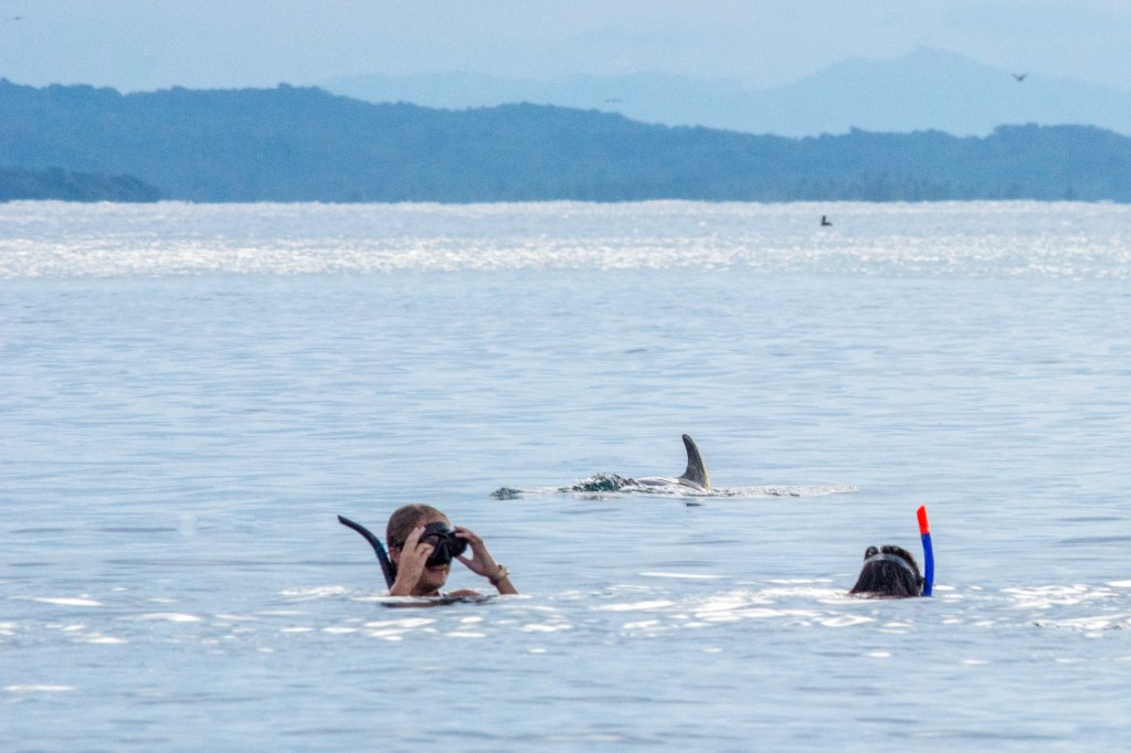 Bianca swimming alongside playful dolphins, a heartwarming encounter!