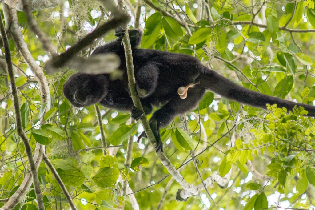 Immersive Jungle Adventure: Spotting Howler Monkeys and Toucans Amidst Ancient Pyramids and Temples