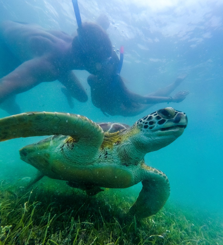 Enchanting Encounters - Bianca and Brett Swimming with Turtles at Akumal Beach.