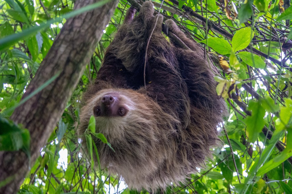 Sloth in the Wild, Costa Rica' - Witness the enchanting beauty of a sloth in its natural habitat in Costa Rica. Explore the wonders of wildlife in lush rainforests with this adorable sloth sighting.