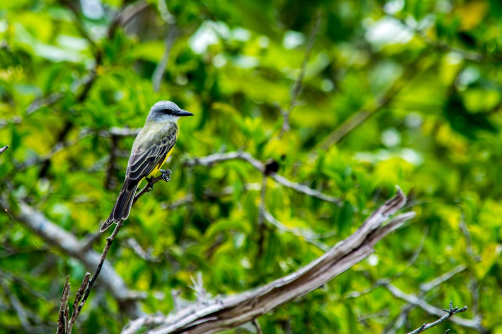 Bird in Natural Habitat, Cahuita National Park' - Marvel at the beauty of a bird captured in its natural habitat within the stunning Cahuita National Park. Witness the wonders of Costa Rica's diverse wildlife.