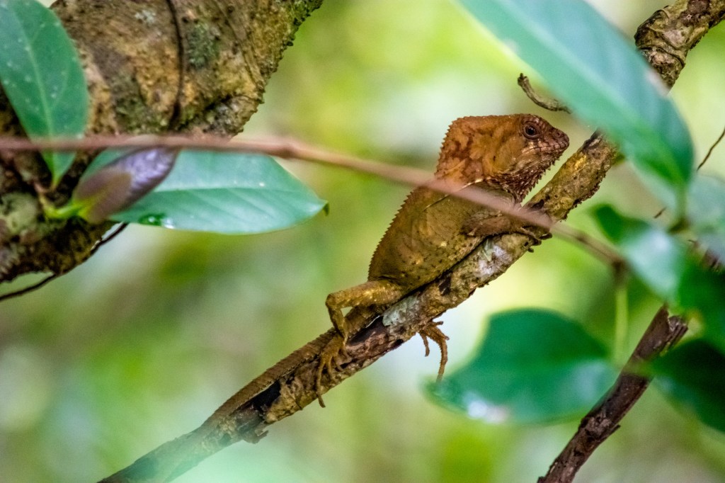 Iguana in Natural Habitat, Cahuita National Park' - Behold the majestic beauty of an iguana thriving in its natural habitat within the breathtaking Cahuita National Park. Delve into Costa Rica's diverse wildlife.