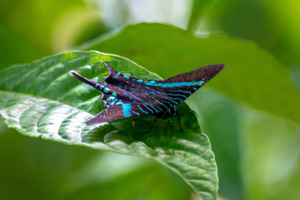 Enchanting Butterflies in Costa Rica' - Marvel at the kaleidoscope of colors as butterflies dance through the vibrant landscapes of Costa Rica. Discover the enchanting world of tropical wildlife.