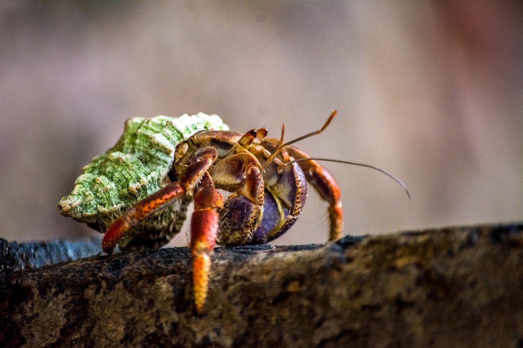 Crab at Cahuita Playa, Costa Rica' - Explore the fascinating marine life as this crab graces Cahuita Playa in Costa Rica. Immerse yourself in the wonders of coastal wildlife.