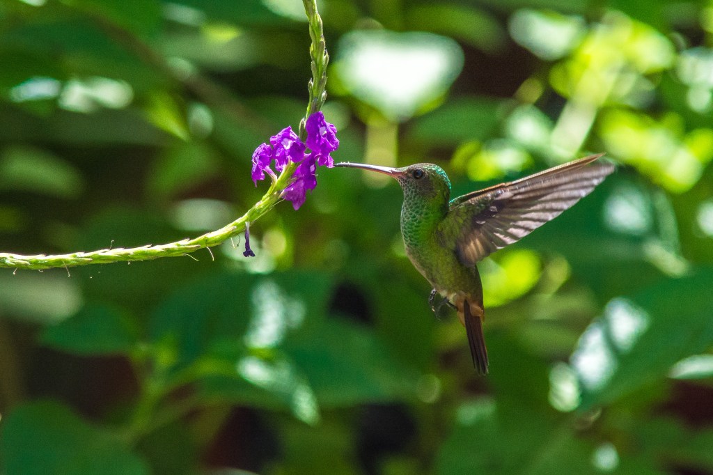 Vibrant Hummingbird in Costa Rica' - Witness the dazzling beauty of a hummingbird as it flits through the vibrant landscapes of Costa Rica. Explore the enchanting world of tropical birdlife.