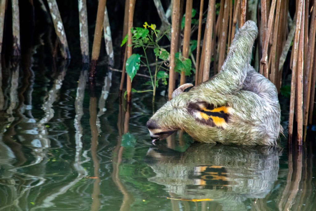 Sloth Sipping in Costa Rica' - Witness the serenity of a sloth as it leisurely takes a sip in the lush landscapes of Costa Rica. Discover the unhurried charm of nature.