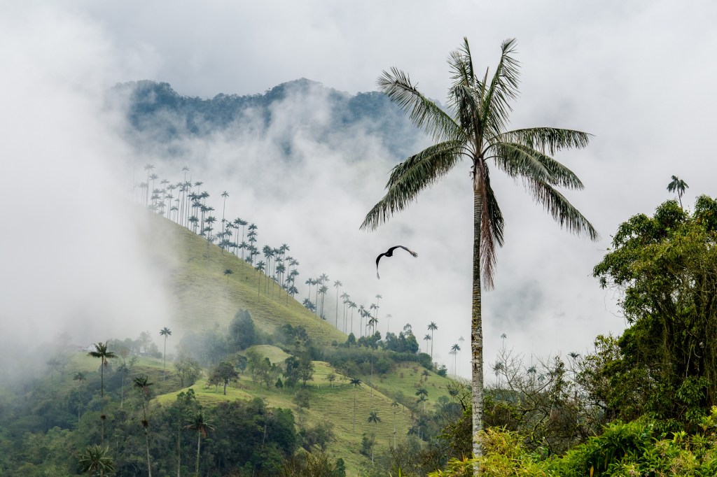 World's Largest Palm Trees: Witness the awe-inspiring spectacle of the world's largest palm trees. This natural wonder is a breathtaking sight to behold, showcasing the incredible beauty of nature's giants.