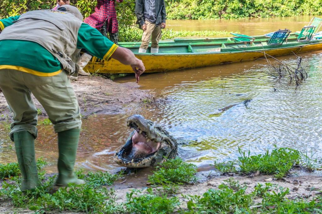 Image capturing our guide Jose enticing a cayman, showcasing the thrill of wildlife interaction in the Amazon rainforest, offering an adventurous glimpse into the jungle's wonders.