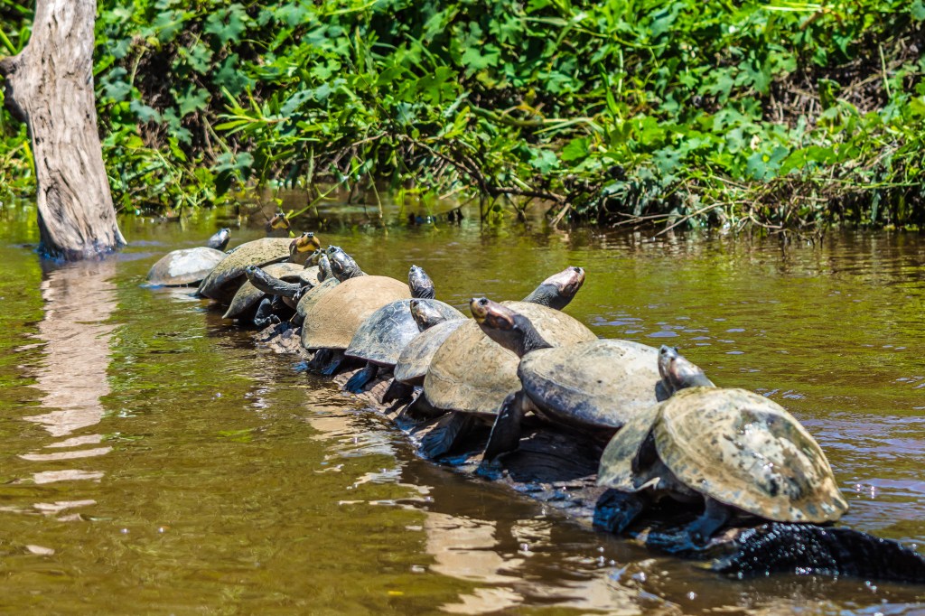 Image showcasing abundant wildlife during a Pampas tour in Bolivia, highlighting the diverse and captivating fauna found in this South American region.