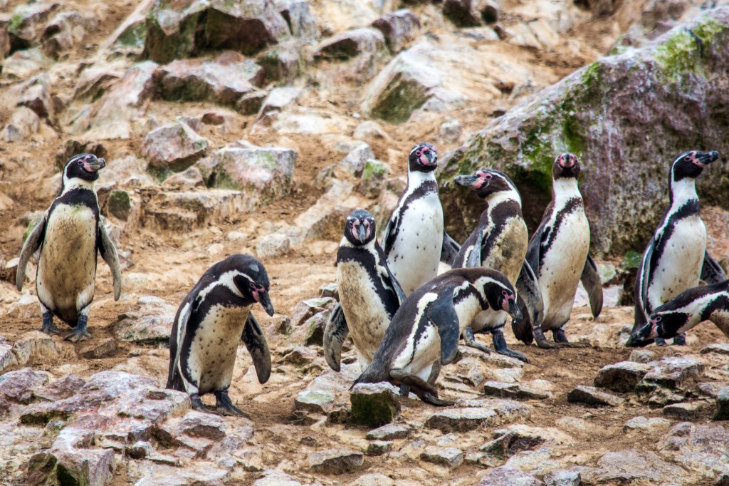 Image showcasing penguins gathered on rocks, sea lions basking in the sun, and a multitude of sea birds at Ballestas Islands, highlighting the diverse wildlife habitat.