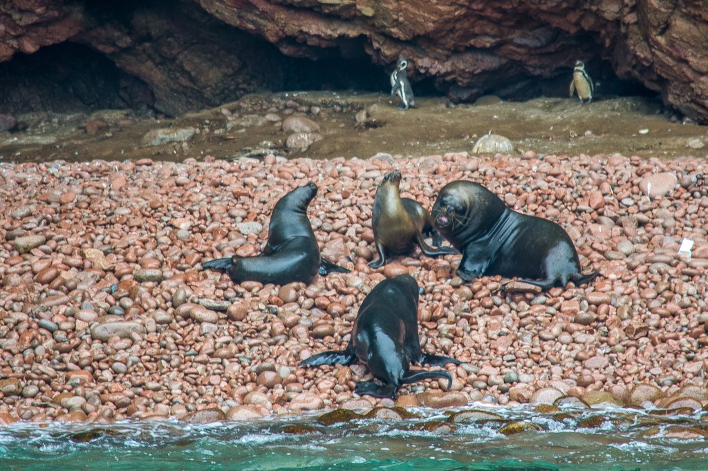Image showcasing Isla Ballestas, often referred to as the 'poor-man's-Galapagos,' a popular destination among backpackers for its rich wildlife and natural beauty.