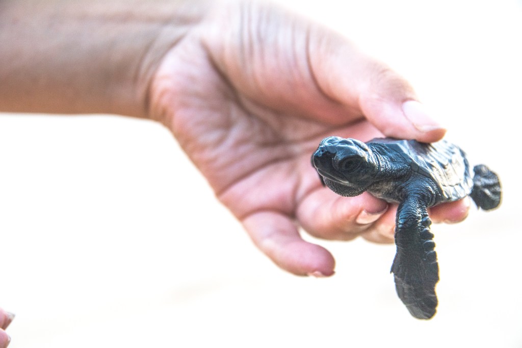 Image showcasing a turtle hatchery protecting eggs and aiding injured turtles' recovery, contributing to ocean conservation efforts.
