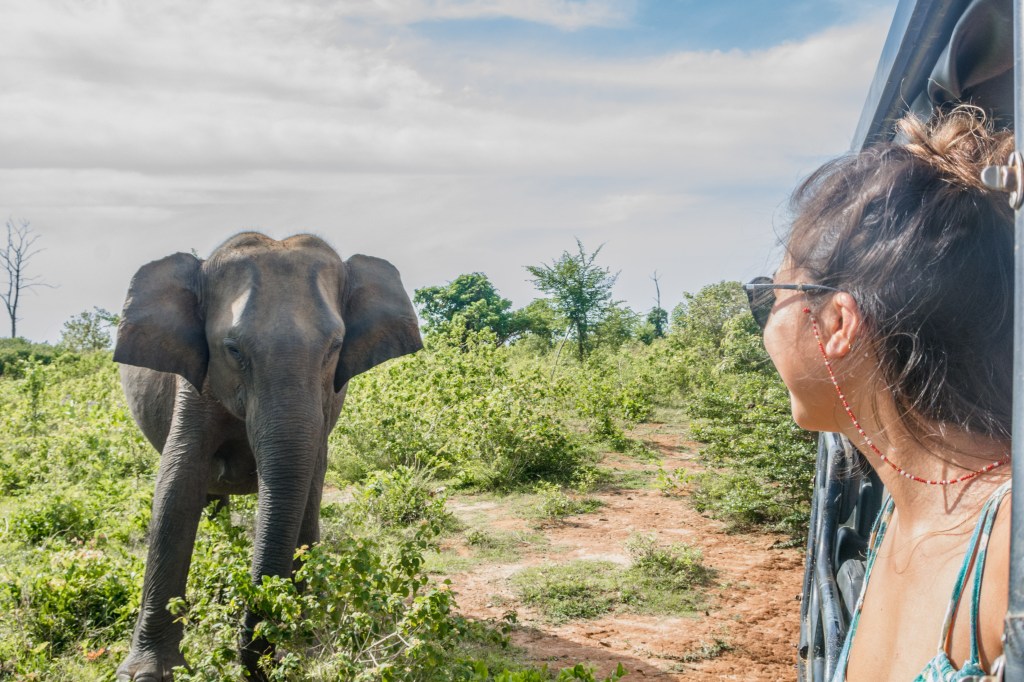Image capturing the vastness of a park in Sri Lanka, home to over 500 elephants, with stringent safety measures for both visitors and wildlife.
