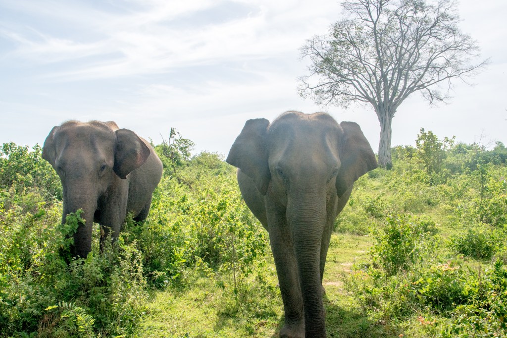 Image showcasing a habitat with over 500 elephants, highlighting their natural sanctuary and conservation efforts.