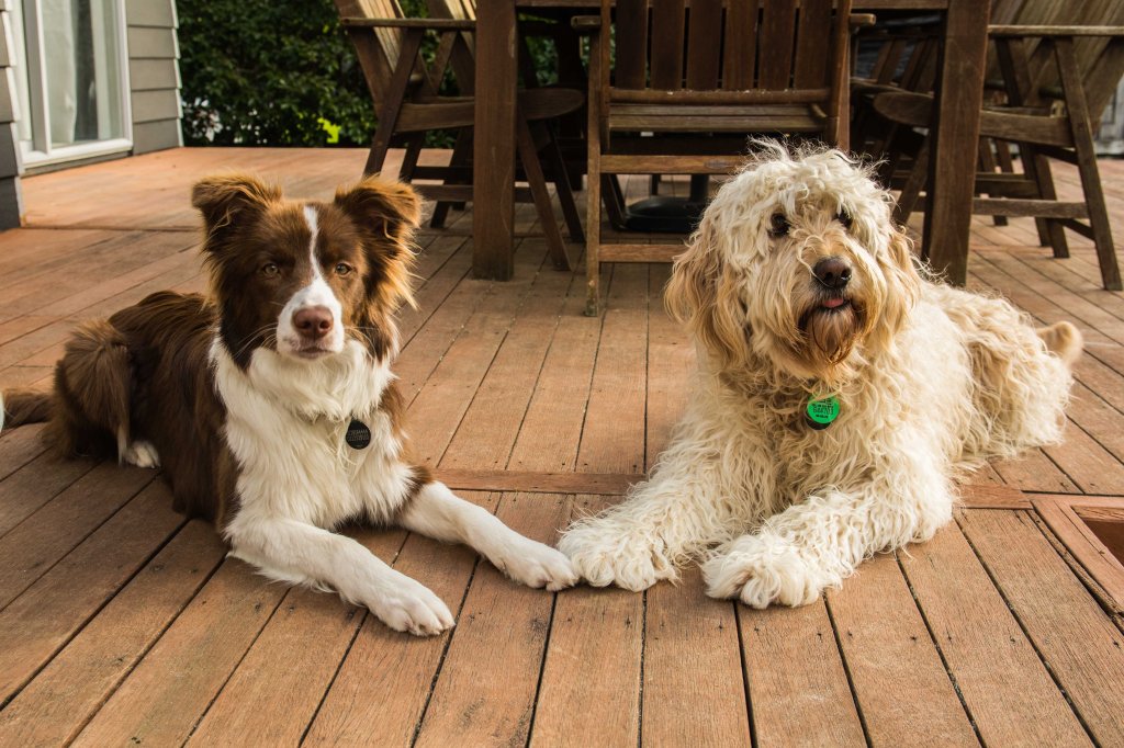Dogs allowed at Lazy Dayz on Leo, pet-friendly accommodation, Waihi Beach, New Zealand