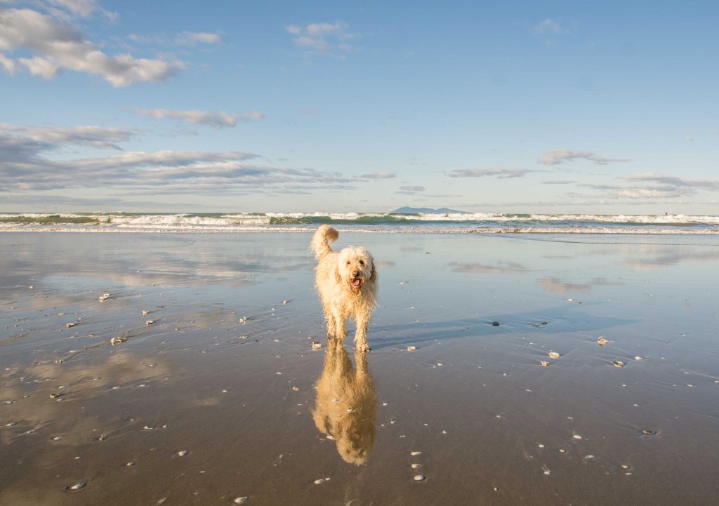 Bonnie exploring and swimming at Waihi Beach, New Zealand, dog-friendly beach, pets welcome