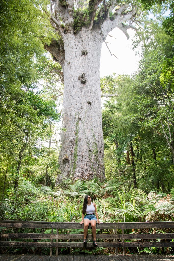 Admiring New Zealand’s largest Kauri tree in Waipoua Forest, ancient giant native to Northland