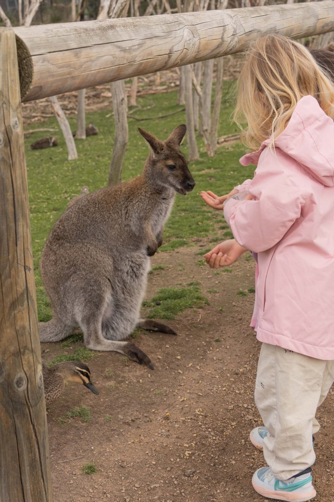 Florence feeding baby kangaroos at a wildlife sanctuary near Melbourne.