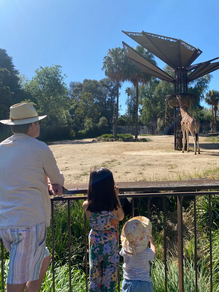 Viewing the giraffes at Melbourne Zoo during a family day out in Melbourne.