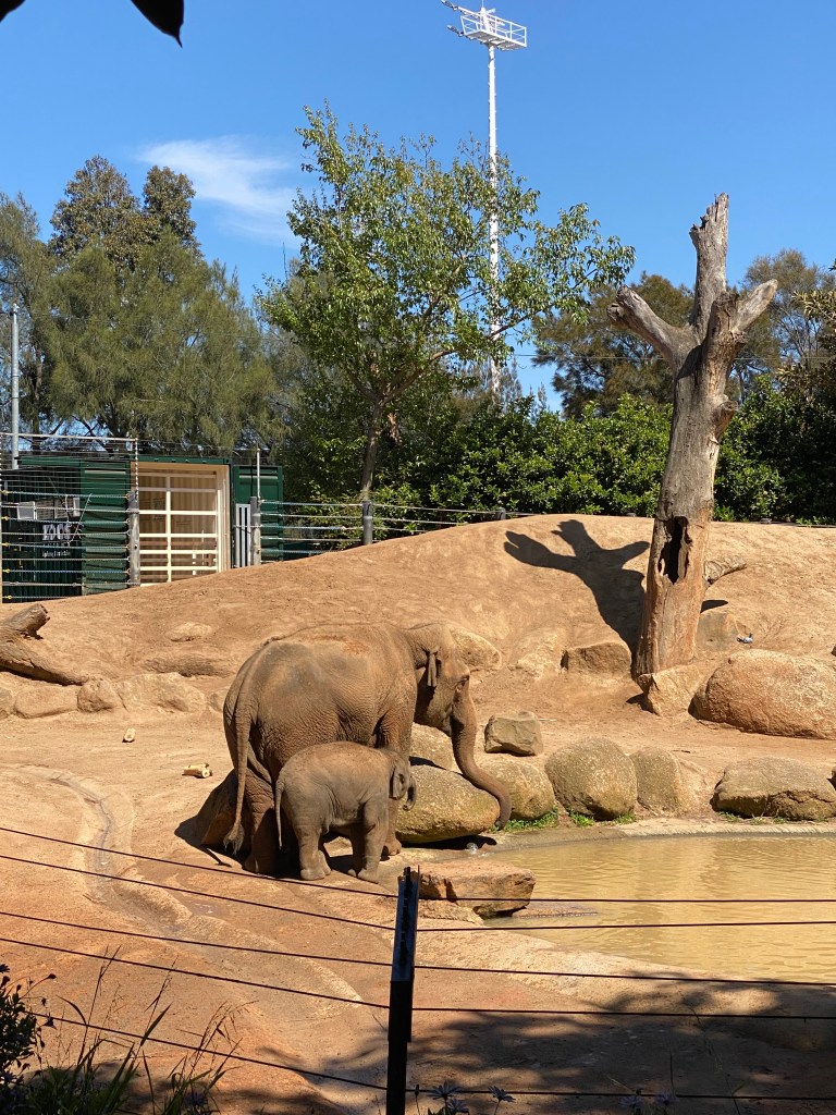 Elephants at Melbourne Zoo walking together in their enclosure during a family zoo visit.